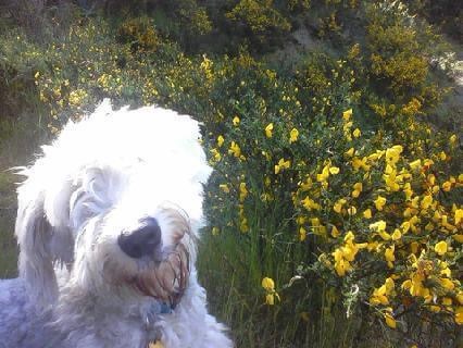 Bob’s Bounding Spirit: A Furry&nbsp;Farewell