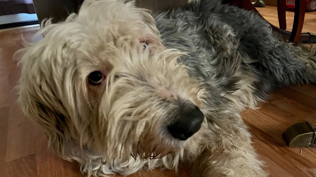 Old Dog, New&nbsp;Tricks