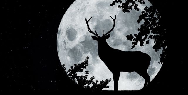 Explore the Night&nbsp;Sky!