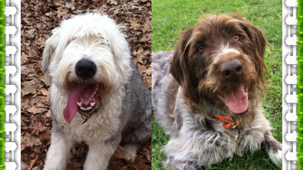 4 Things to Do For Your Fur Babies on the 4th of July&nbsp;Weekend