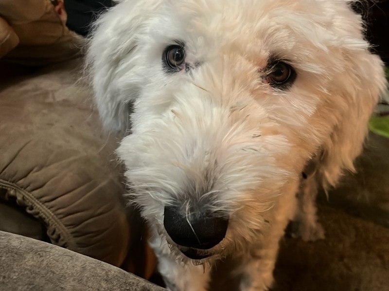 Our New Chapter with a Sweet, Fluffy&nbsp;Girl