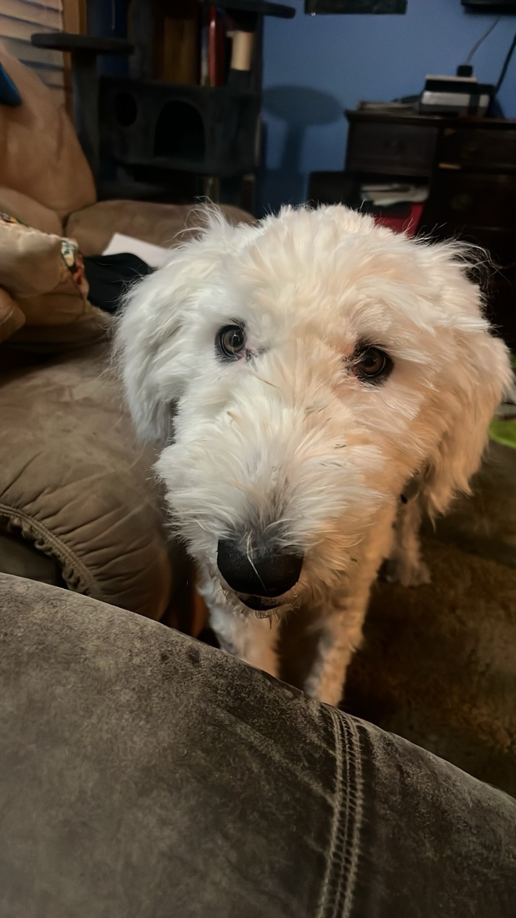 Our New Chapter with a Sweet, Fluffy&nbsp;Girl